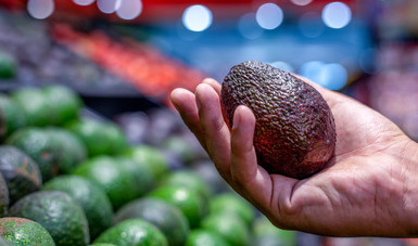 Guanajuato se declara zona Libre de Barrenador del Aguacate
