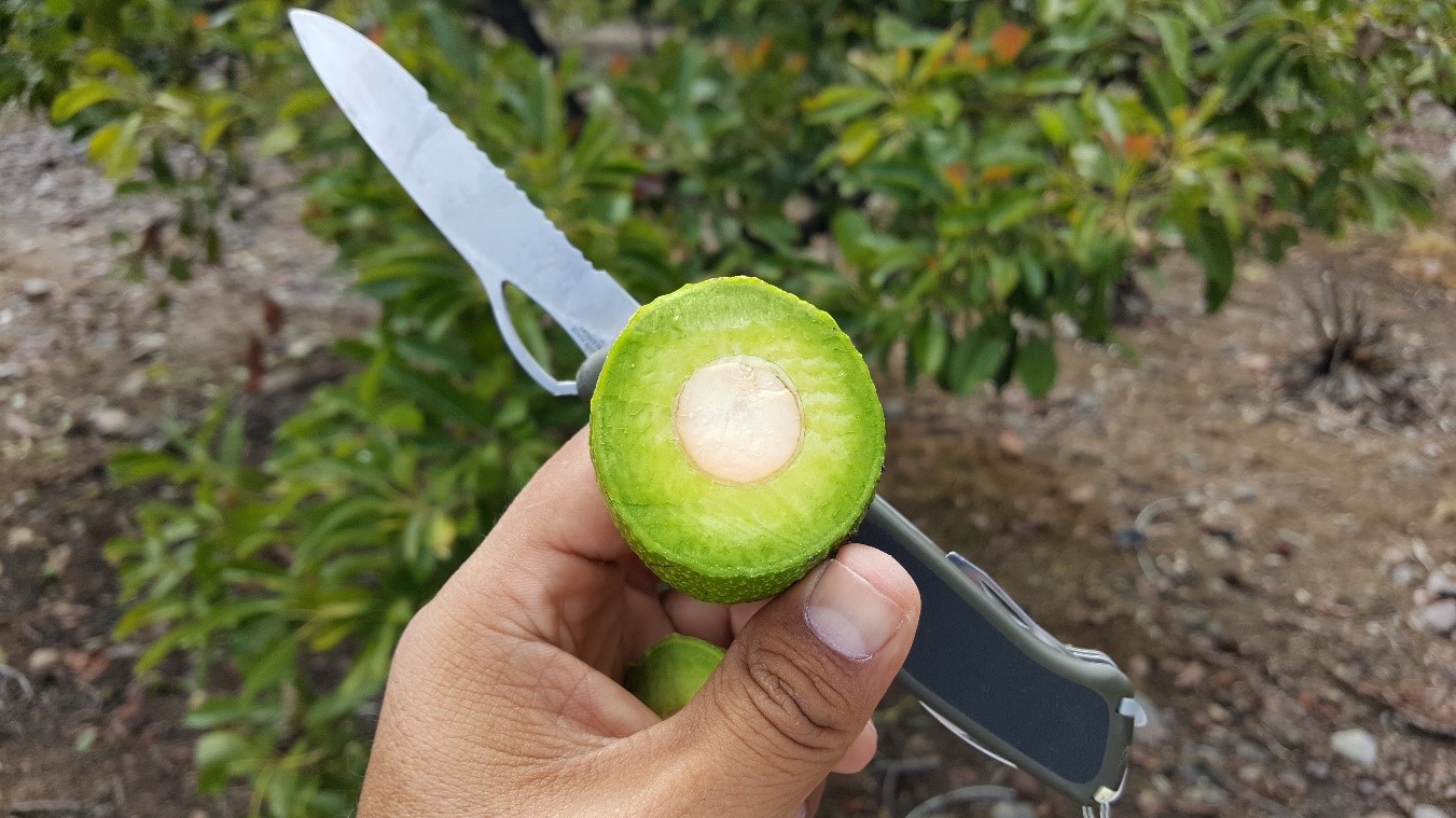 Aguacate Sano