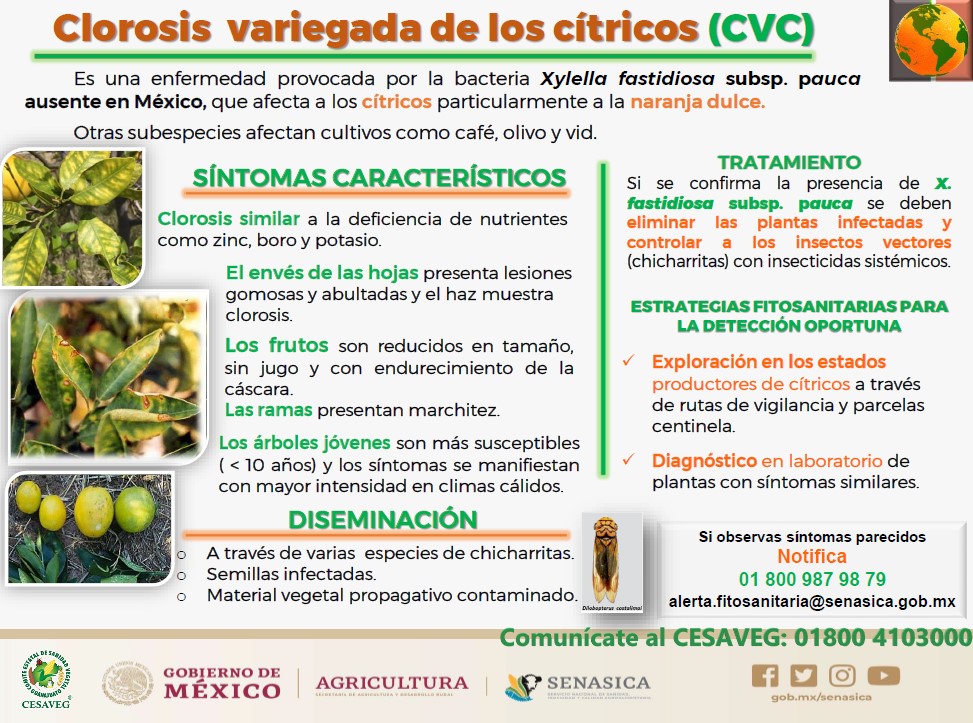 Clorosis