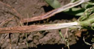 Fusarium