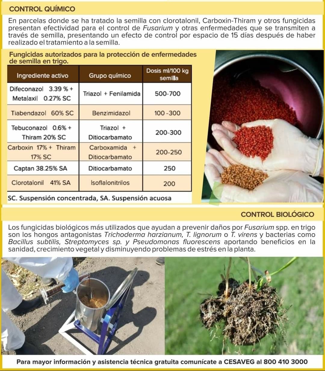 Fusarium