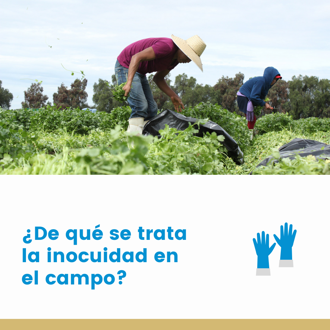 Inocuidad