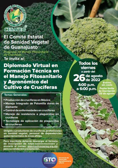 Cruciferas