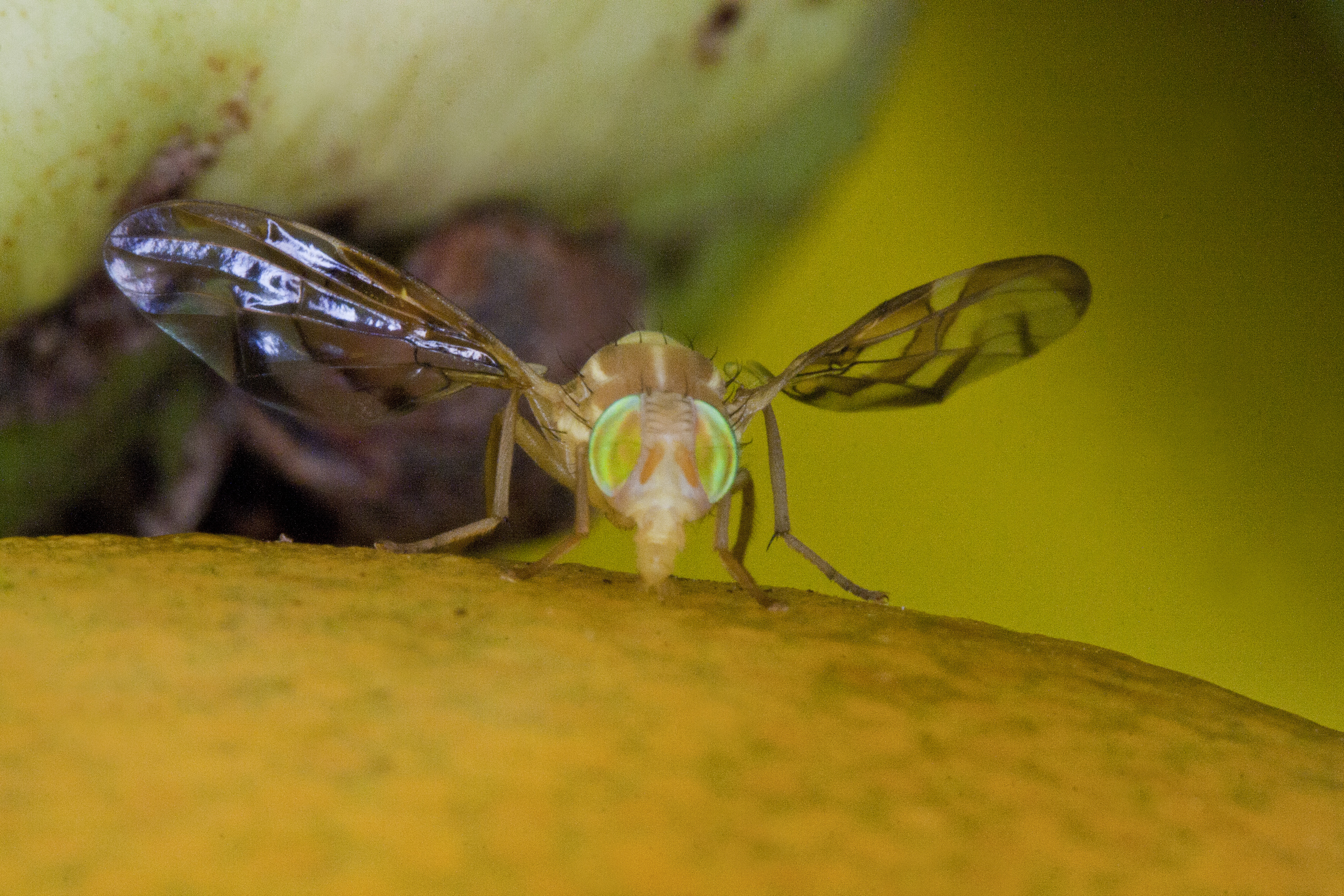 Campaña Nacional contra Moscas de la Fruta