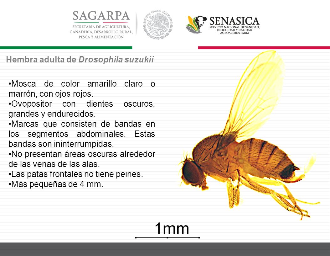 Drosophila