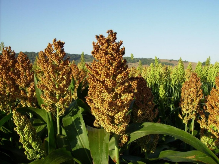 Sorgo